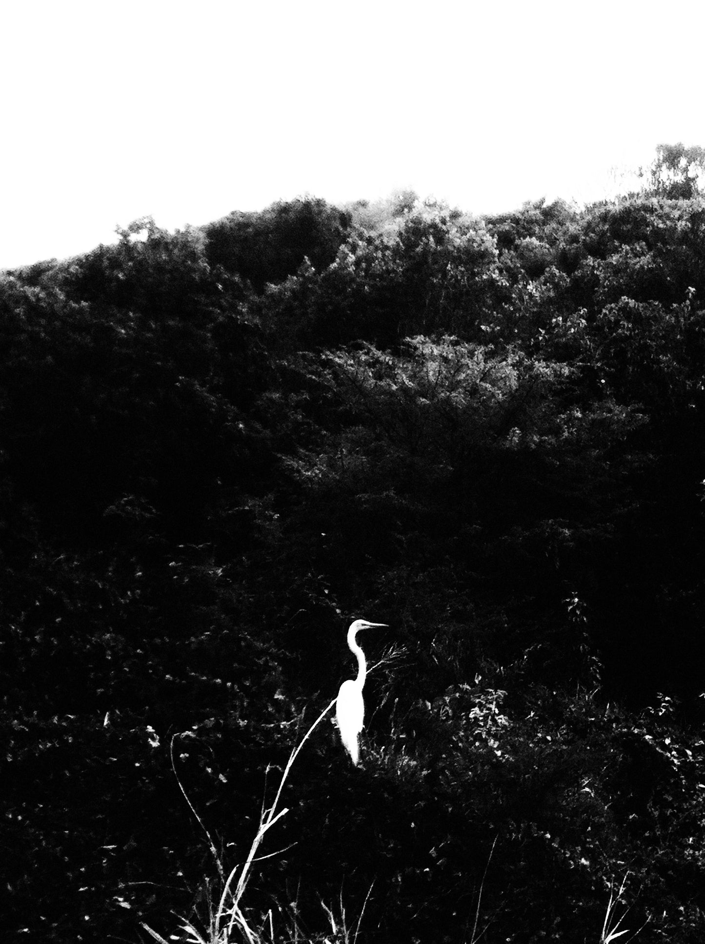 Black and white capture of a heron resting in tropical foliage