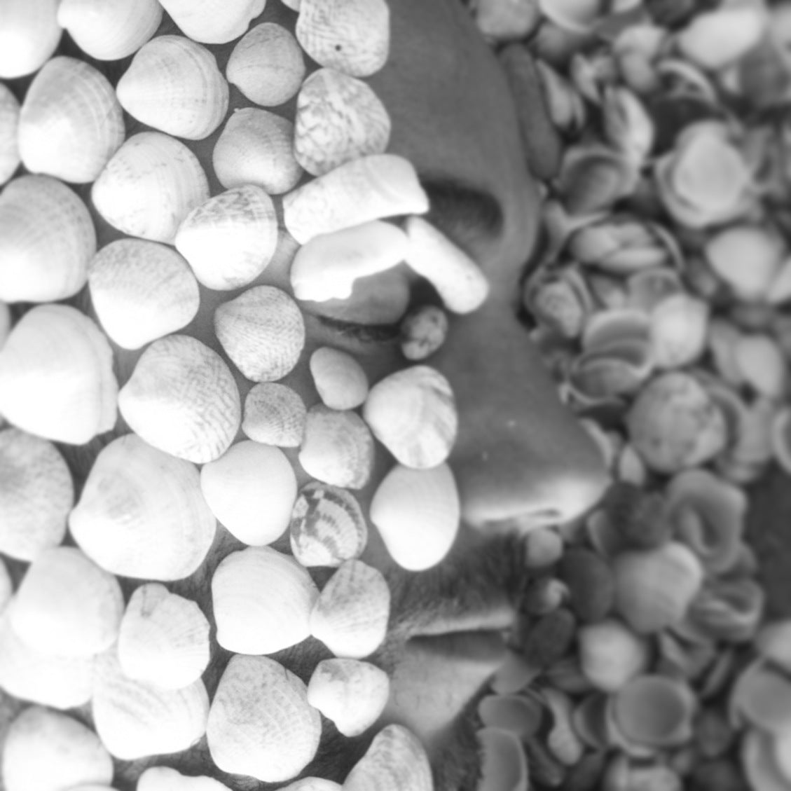 Black and white close-up of shells, inspiration for handcrafted jewelry