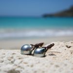Beach st barth jewelry summer earrings