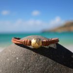 one of a kind leather jewelry st barth